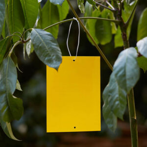 Yellow Sticky Traps