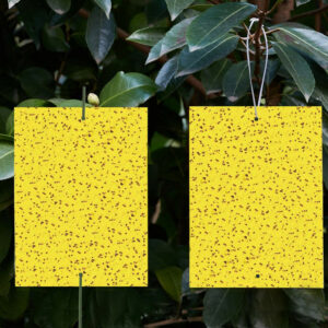 Yellow Sticky Traps