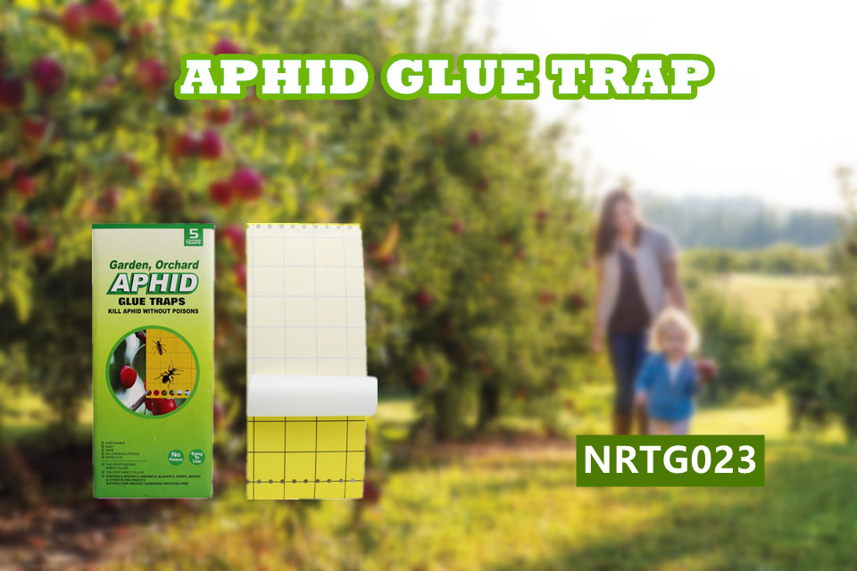 aphid glue trap 